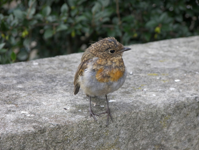 “Afternoon gents. I couldn’t trouble you for a crumb or two...”